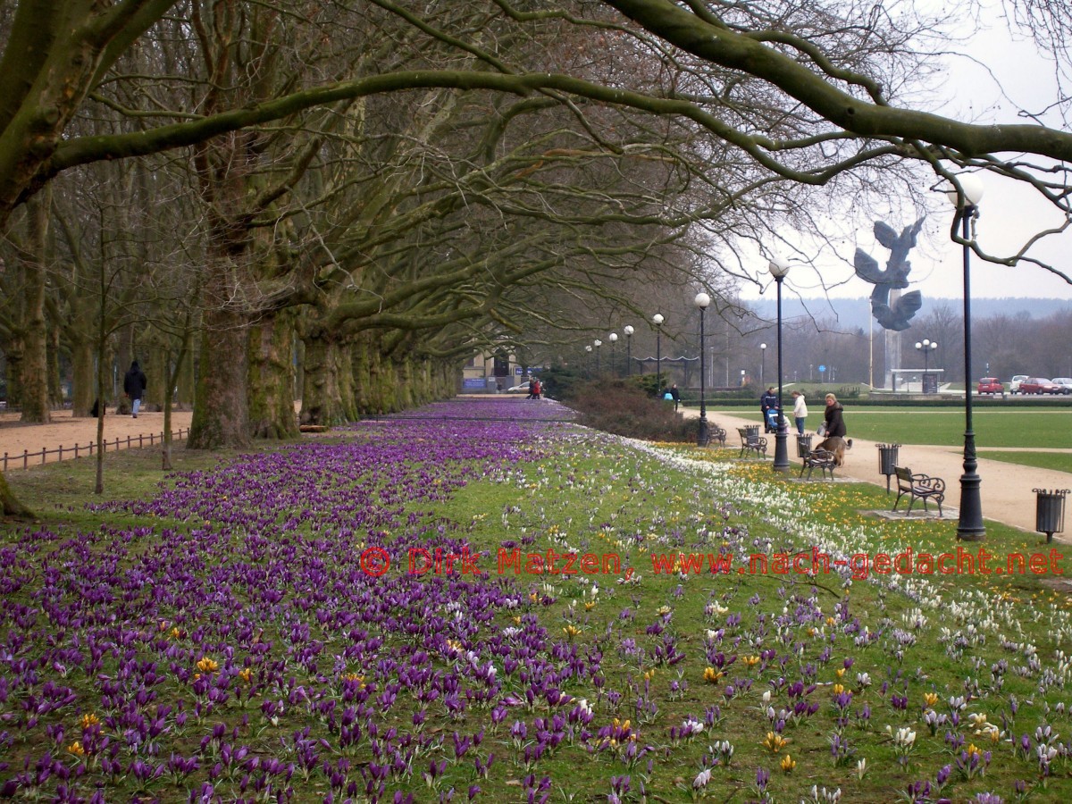 Stettin, Krokusblte