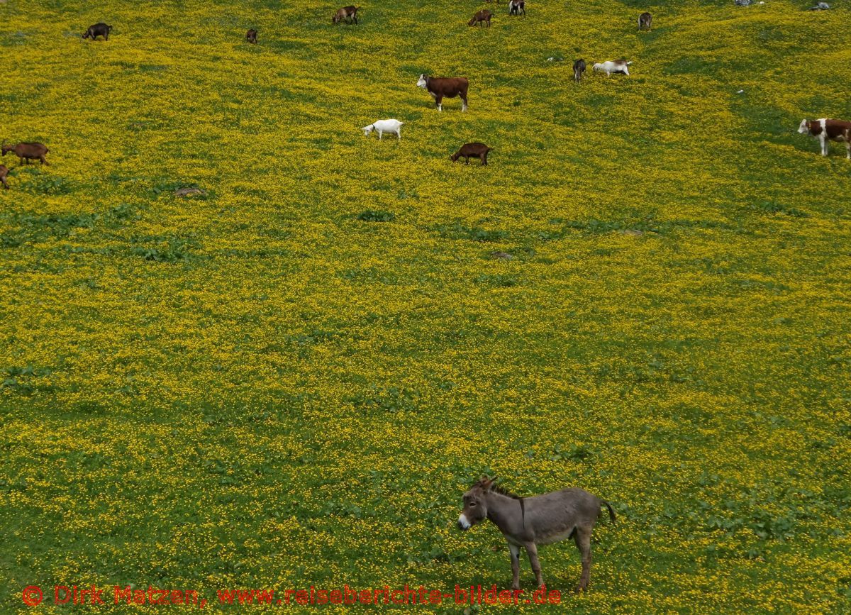 Sdtirol, Tier-Paradies