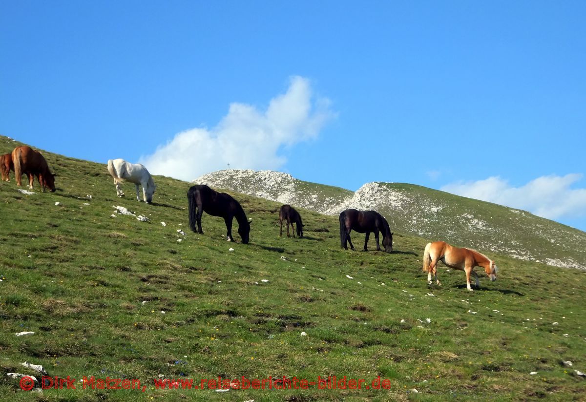 Sdtirol, grasende Pferde