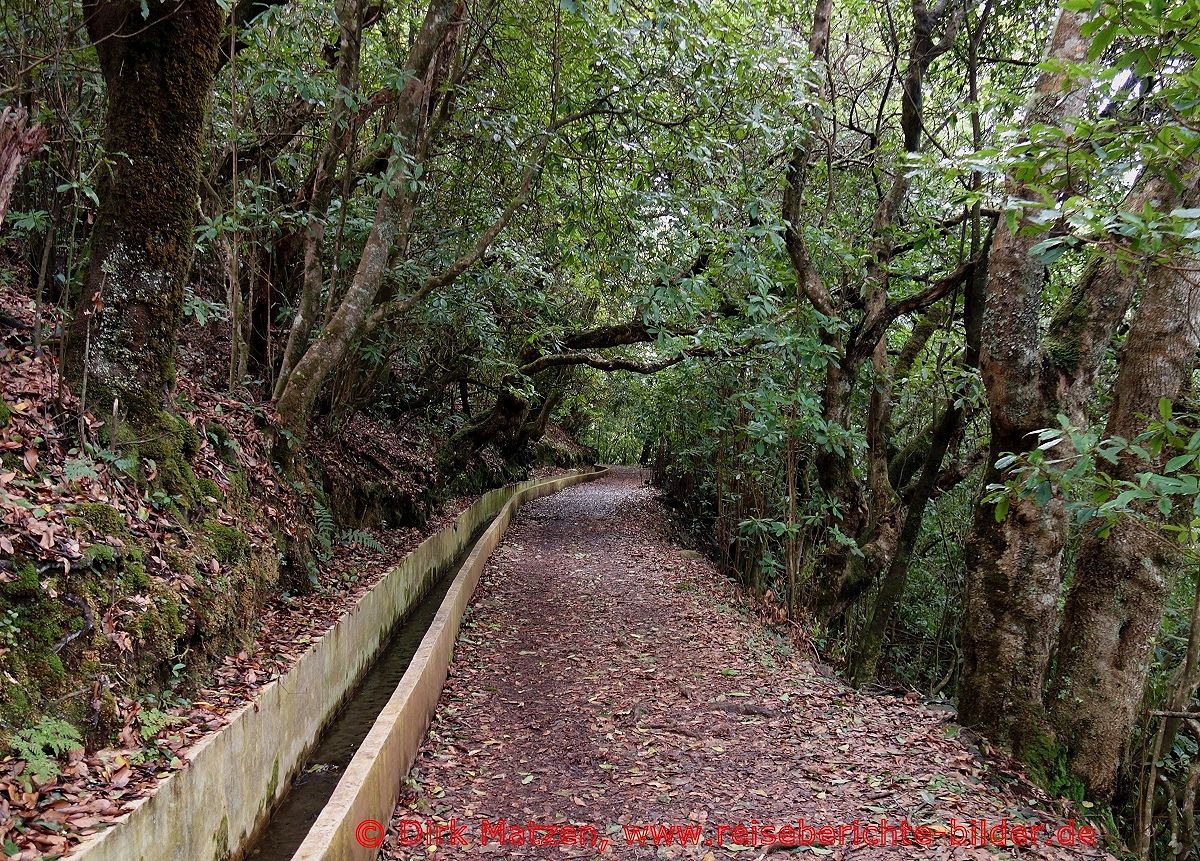 UNESCO Welterbe, Madeira, Laurisilva