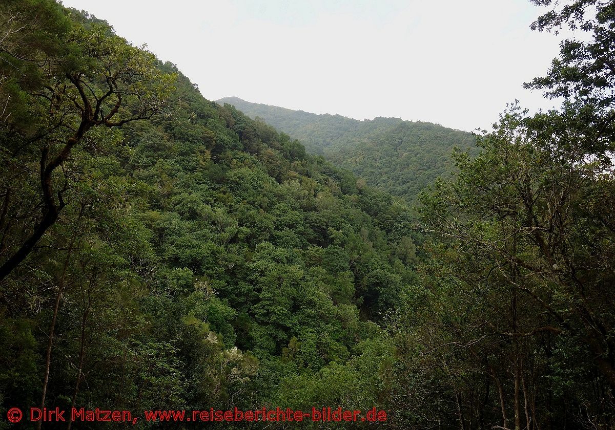 UNESCO Welterbe, Madeira, Lorbeerwald