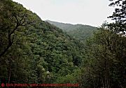 Madeira, Lorbeerwald
