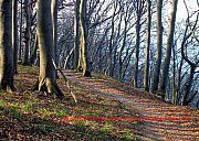 Buchenwald, Nationalpark Jasmund