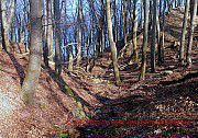 Buchenwald, Nationalpark Jasmund