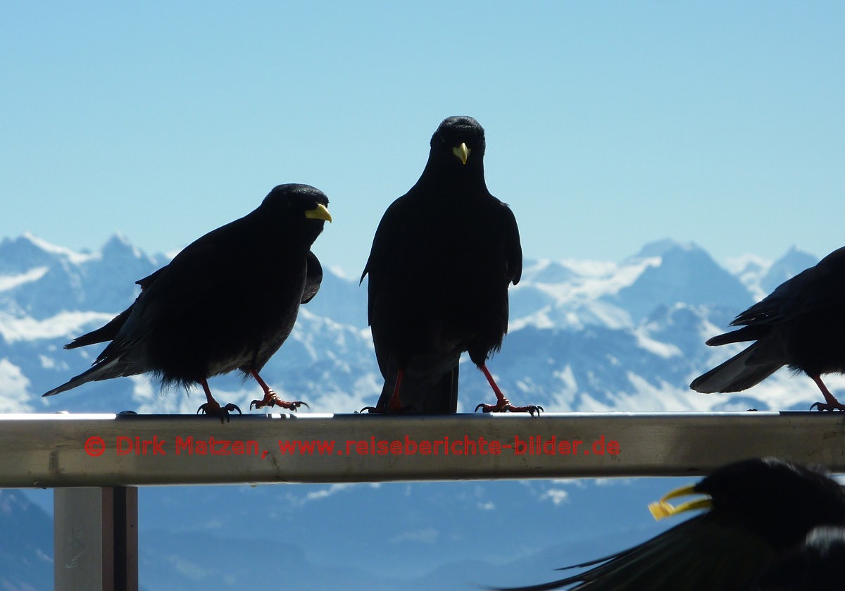 Pilatus Bergdohlen